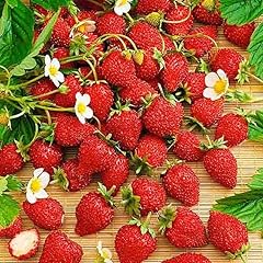 Wild strawberry regina for sale  Delivered anywhere in UK