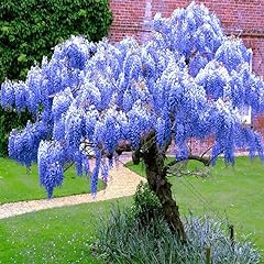 Blue wisteria live for sale  Delivered anywhere in USA 