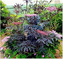 Growon shrubs elderberry for sale  Delivered anywhere in UK