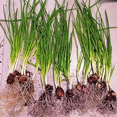 Walking onions plants for sale  Delivered anywhere in USA 