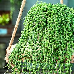 Live string pearls for sale  Delivered anywhere in USA 