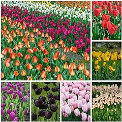 Bulbi tulipani fiore usato  Spedito ovunque in Italia 