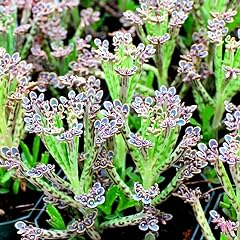 Kalanchoe mother thousands for sale  Delivered anywhere in USA 