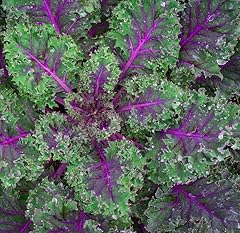 Red russian kale for sale  Delivered anywhere in USA 