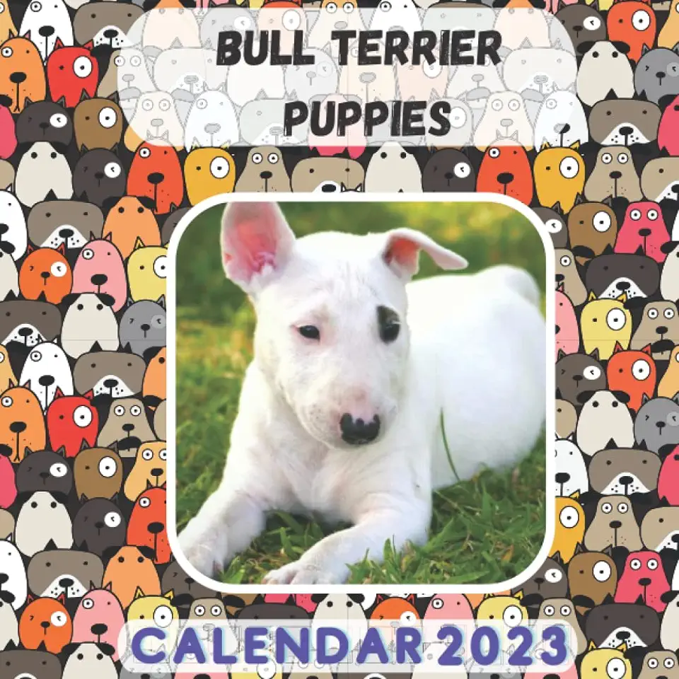 Bull Terrier puppies Calendar 2023 tweedehands  