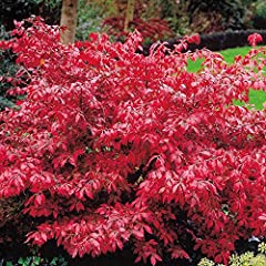 Euonymus alatus burning for sale  Delivered anywhere in Ireland