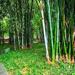300 bamboo seeds for sale  Delivered anywhere in USA 