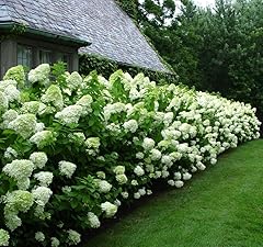Limelight hydrangea shrub for sale  Delivered anywhere in USA 