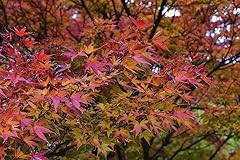 Fächer ahorn palmatum gebraucht kaufen  Wird an jeden Ort in Deutschland