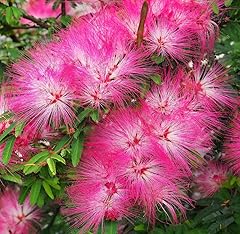 Desbebe live plant for sale  Delivered anywhere in USA 