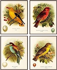 Antique bird poster for sale  Delivered anywhere in USA 