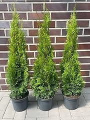 10st thuja smaragd gebraucht kaufen  Wird an jeden Ort in Deutschland