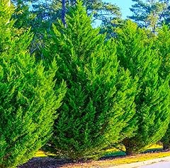 Murray cypress trees for sale  Delivered anywhere in USA 