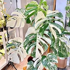 Rare monstera plant for sale  Delivered anywhere in USA 
