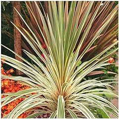 Cordyline torbay dazzler for sale  Delivered anywhere in UK