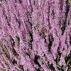 Calluna vulgaris seed for sale  Delivered anywhere in USA 
