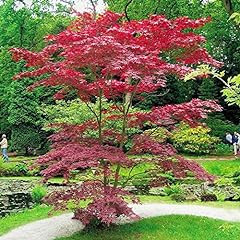 Japanese acer palmatum for sale  Delivered anywhere in UK