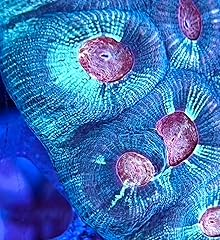 Live saltwater coral for sale  Delivered anywhere in USA 