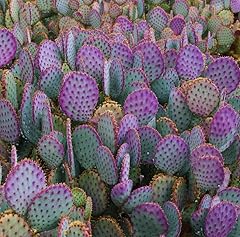 Kemosa purple prickly for sale  Delivered anywhere in USA 