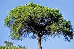 Aleppo pine tree for sale  Delivered anywhere in USA 