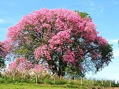 Floss silk tree for sale  Delivered anywhere in USA 
