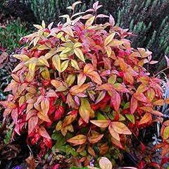 Dwarf nandina firepower for sale  Delivered anywhere in USA 