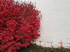 Greenwood nursery live for sale  Delivered anywhere in USA 