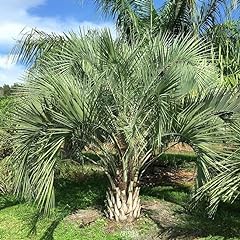 Palm tree butia d'occasion  Livré partout en France