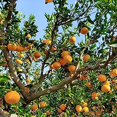 Murcott tangerine tree for sale  Delivered anywhere in USA 