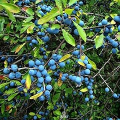 Prunus spinosa pcs for sale  Delivered anywhere in UK