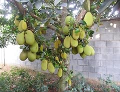 Seeds jackfruit tree for sale  Delivered anywhere in USA 