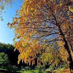 Bald cypress trees for sale  Delivered anywhere in USA 