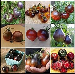Tomatensamen dunkle schwarze gebraucht kaufen  Wird an jeden Ort in Deutschland