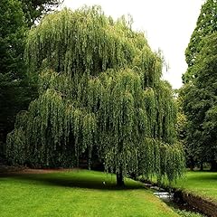 Weeping willow gallon for sale  Delivered anywhere in USA 