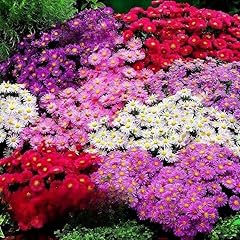 Dwarf aster pinocchio for sale  Delivered anywhere in UK