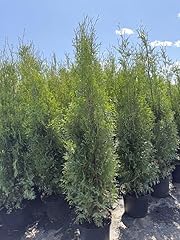 Thuja brabant 120 gebraucht kaufen  Wird an jeden Ort in Deutschland