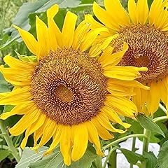 Sunflower helianthus sunspot for sale  Delivered anywhere in UK