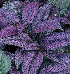 Persian shield starter for sale  Delivered anywhere in USA 