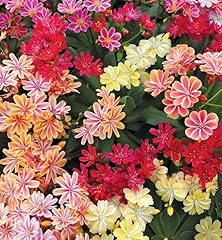 Lewisia cotyledon elise for sale  Delivered anywhere in UK