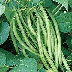 Tomorrowseeds improved tenderg for sale  Delivered anywhere in USA 
