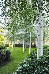 Betulla bianca alba usato  Spedito ovunque in Italia 