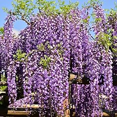 Purple wisteria live for sale  Delivered anywhere in USA 