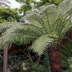 Plant theory 1.2m for sale  Delivered anywhere in UK