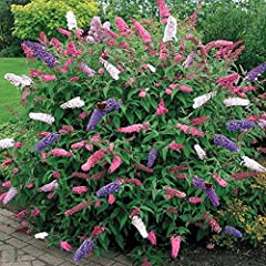 Buddleia tricolour butterfly for sale  Delivered anywhere in Ireland
