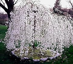 Weeping cherry tree for sale  Delivered anywhere in USA 