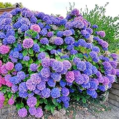150 perennial mixed for sale  Delivered anywhere in USA 