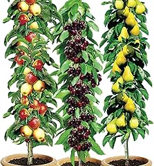Pillar fruit trees for sale  Delivered anywhere in UK