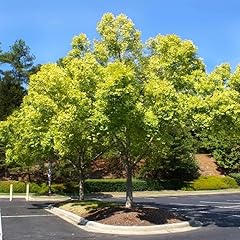 Chinese elm tree for sale  Delivered anywhere in USA 