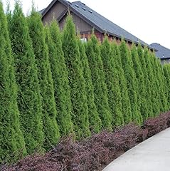 Emerald green arborvitae for sale  Delivered anywhere in USA 
