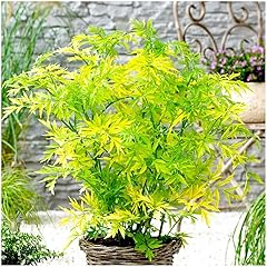 Growon shrubs elderberry for sale  Delivered anywhere in UK
